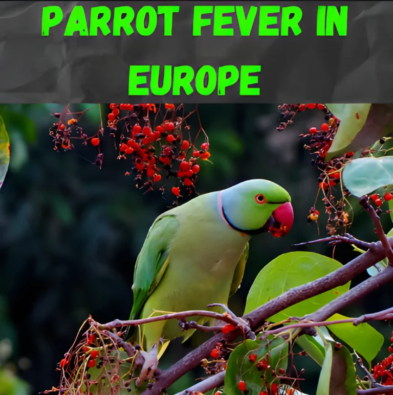 Parrot Fever in Europe: 5 fatalities to fear… What is Parrot Fever And How Dangerous is it? It Caused Havoc in Europe